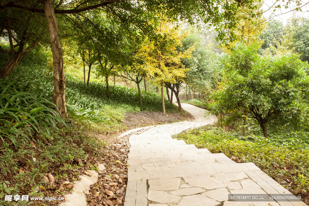 林间蜿蜒小径 自然之美