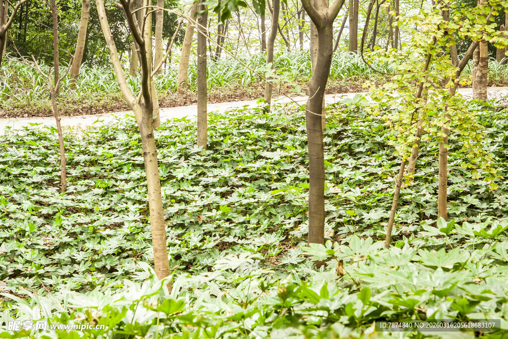 林间繁茂绿植景观