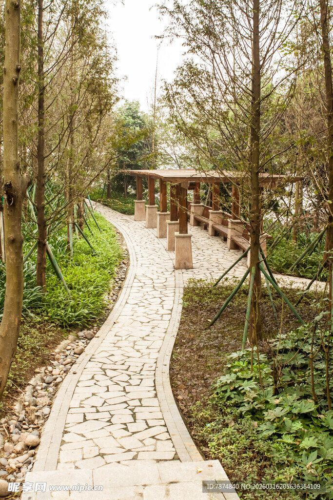 林间石板小径 清幽景致