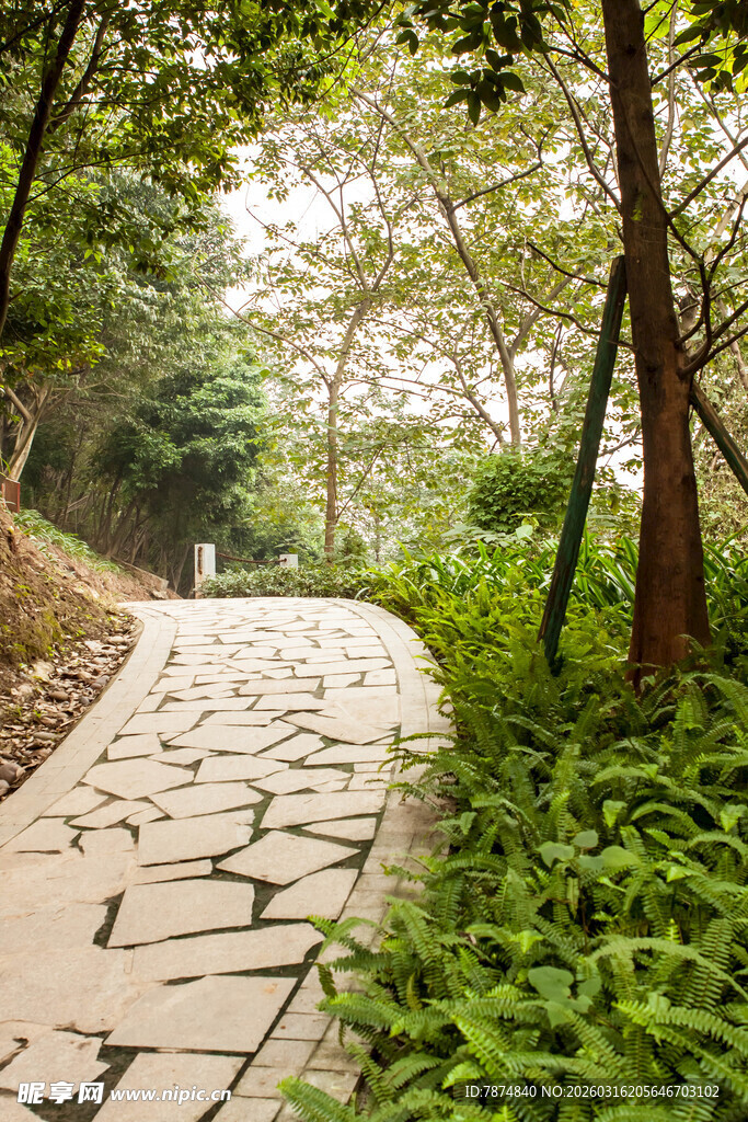 林间石板小径 绿意盎然