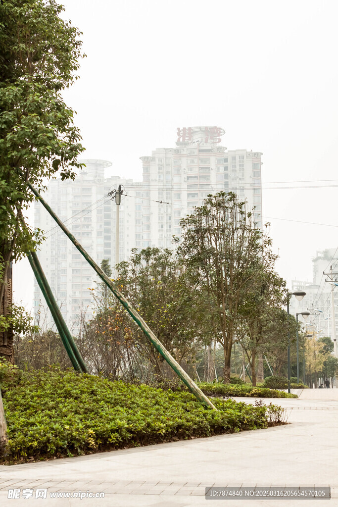 城市公园的静谧绿植景观