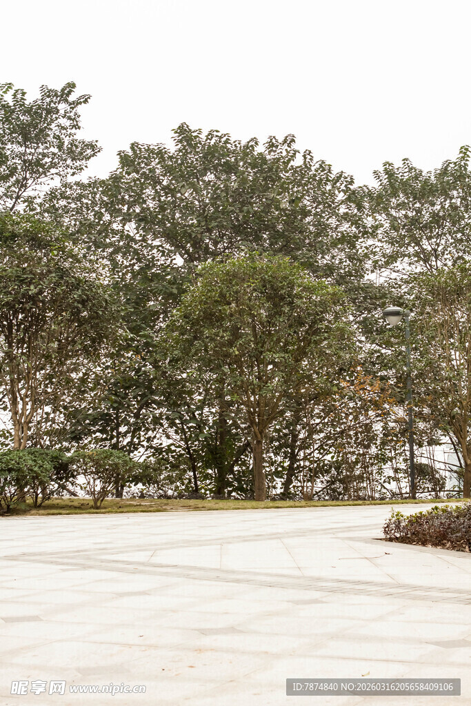 雪覆树林旁的开阔场地