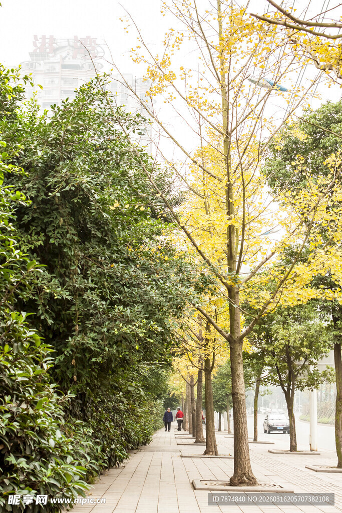 秋日林荫道美景