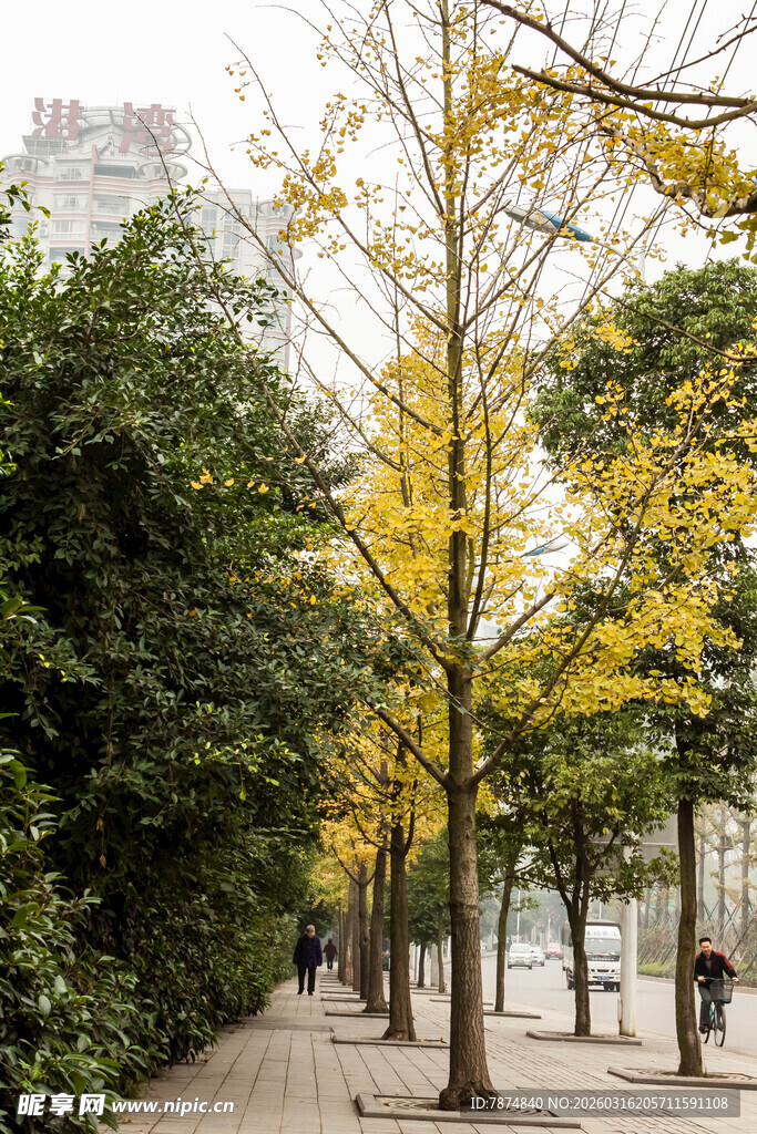 秋日林荫道 黄叶伴行人