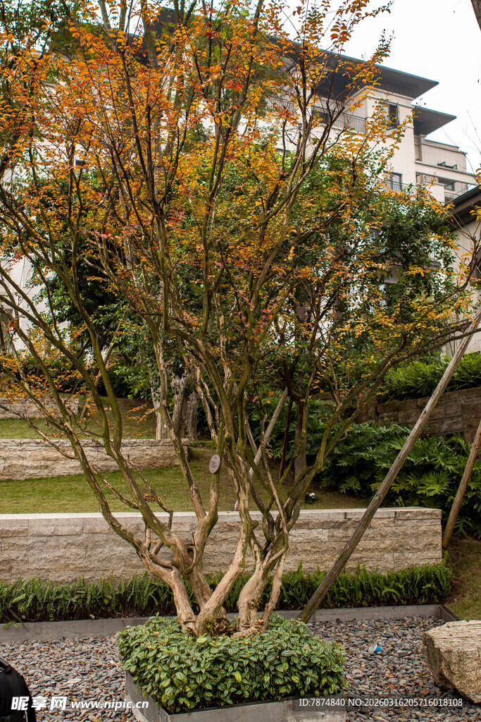 庭院中多彩树木景观