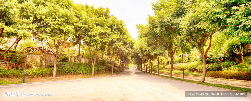 林荫宽阔道路 绿意盎然
