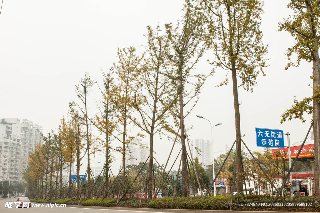 城市道路旁的高大树木