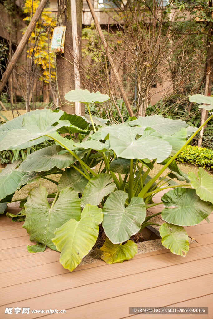 木台上的翠绿芋类植物