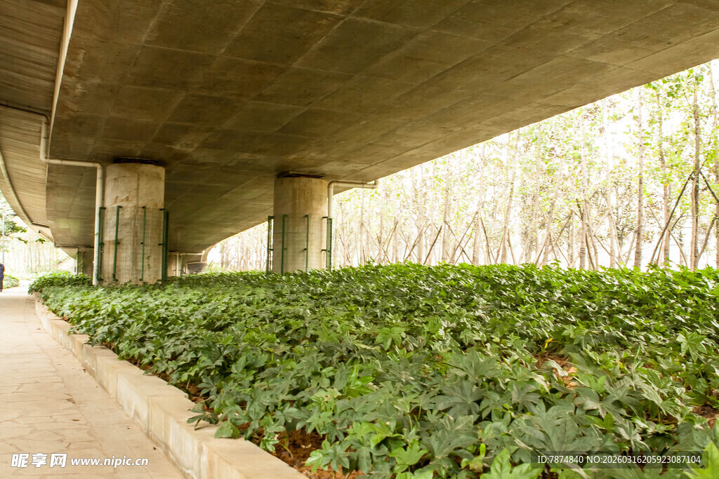 桥下绿植景观