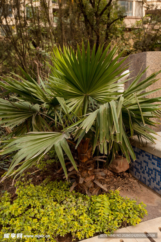 庭院中的棕榈绿植景观