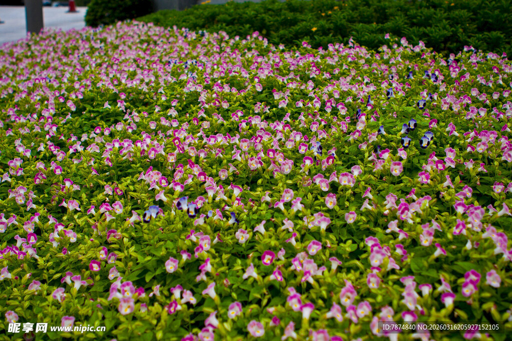 缤纷花海绽放生机