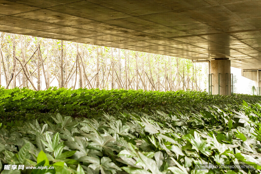 桥下绿植景观