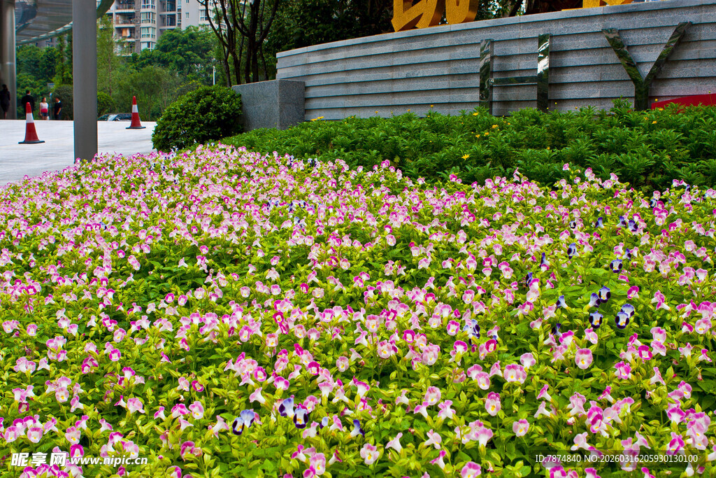 缤纷花海装点城市角落