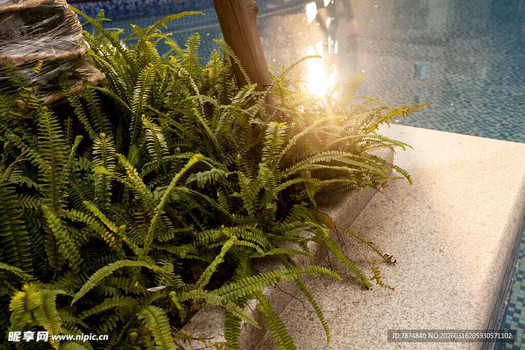 池边绿植与闪耀灯泡景观