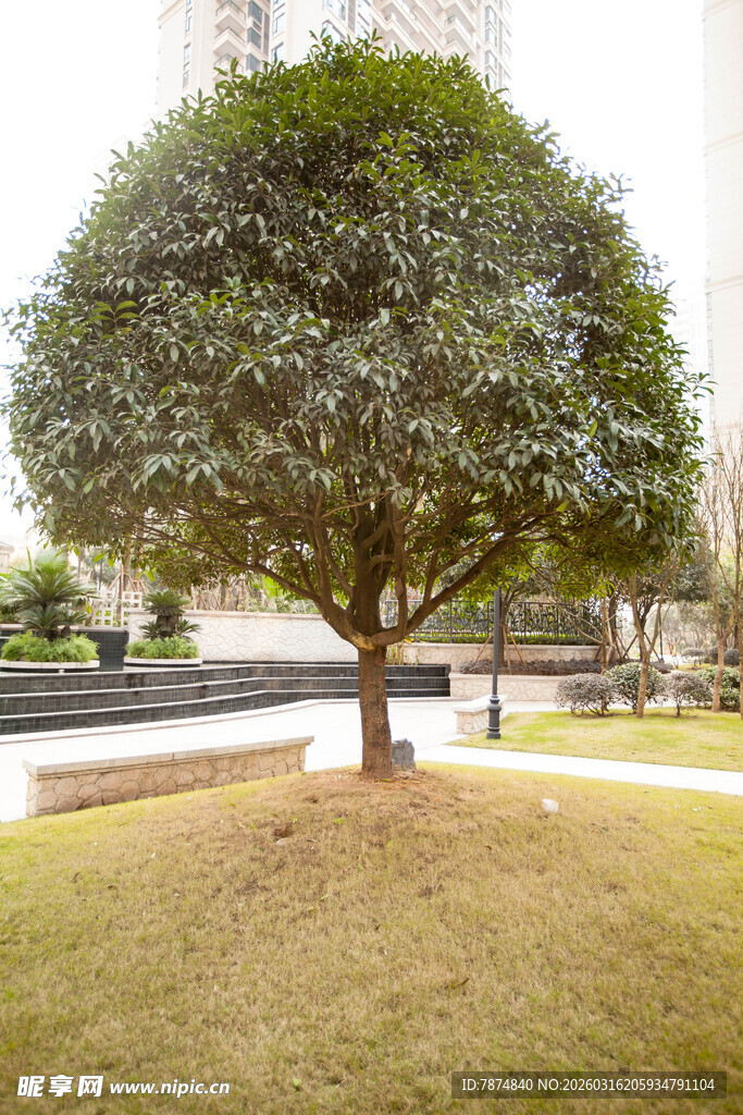 草坪上的茂盛孤植树