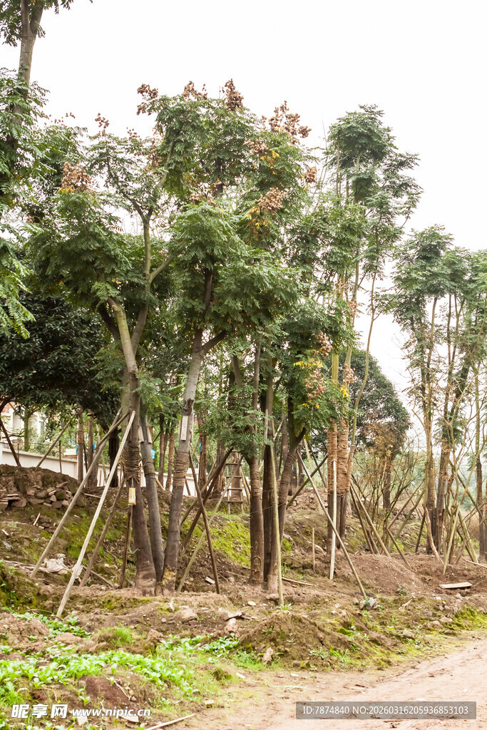 林间树木 展现自然生机