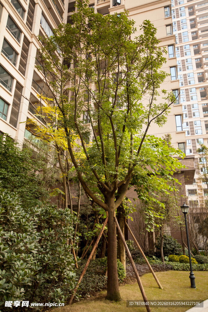 小区内的绿植景观