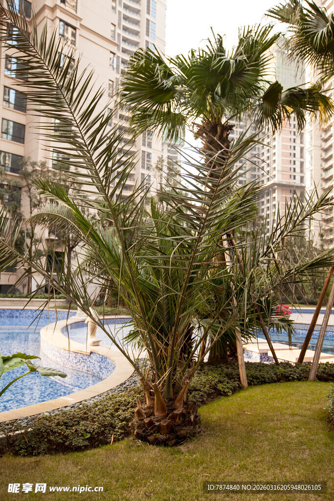 小区内的泳池与绿植景观