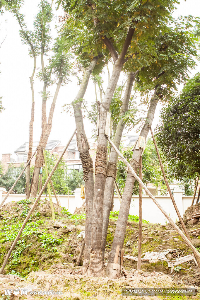 林间树木与地面景象