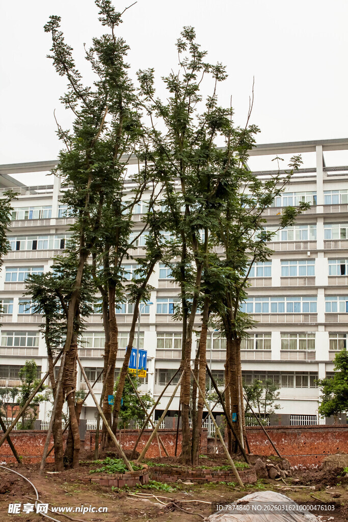 厂区旁的树木景观