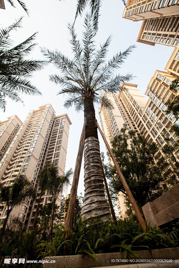 城市中高耸的棕榈树与建筑