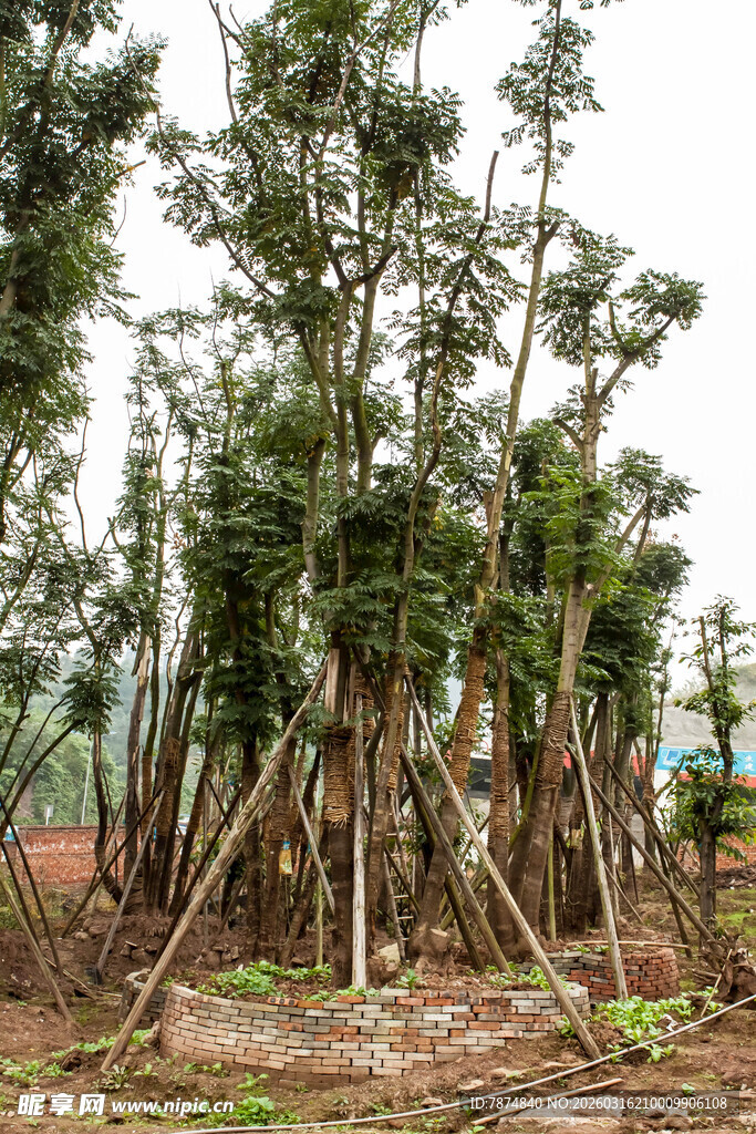 人工培育树林景象