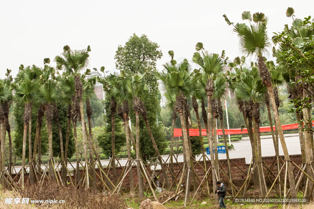 棕榈树林种植场景