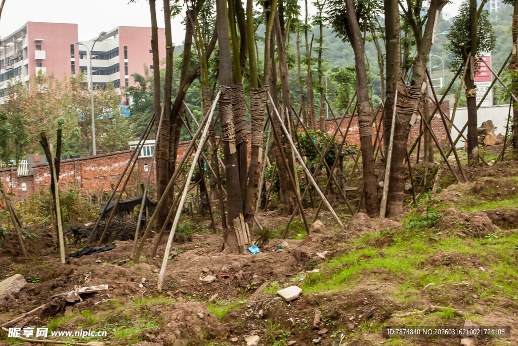 林间杂乱树木与废弃场景