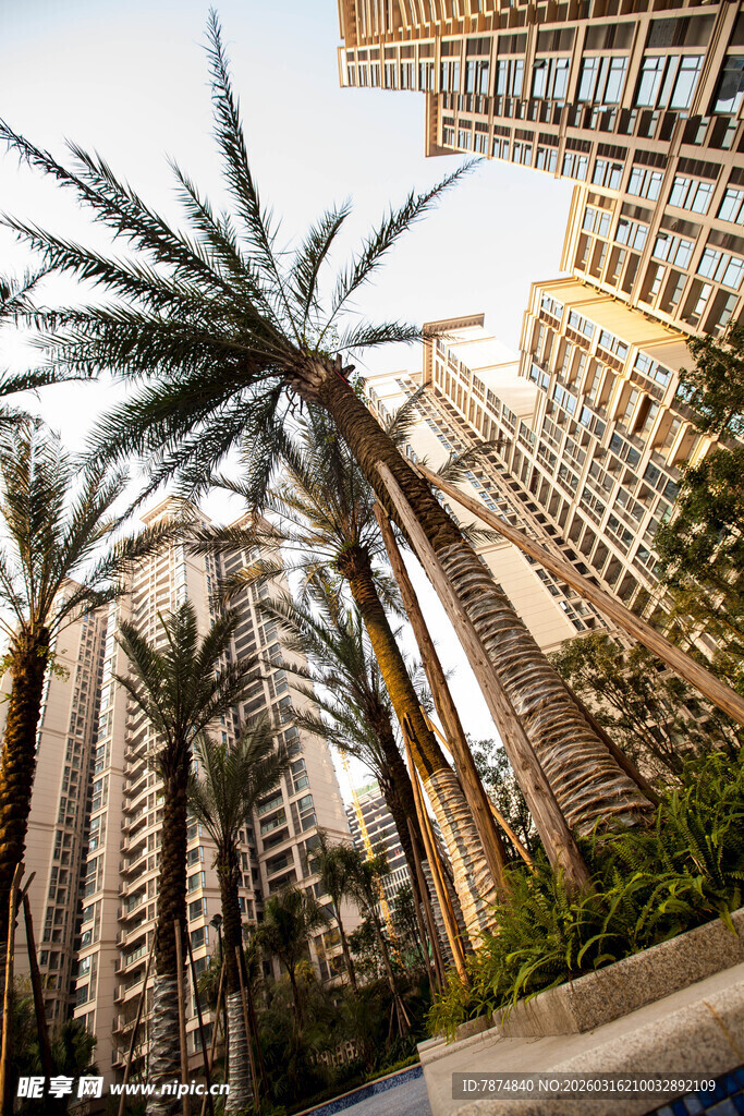 城市中的高大棕榈树景观