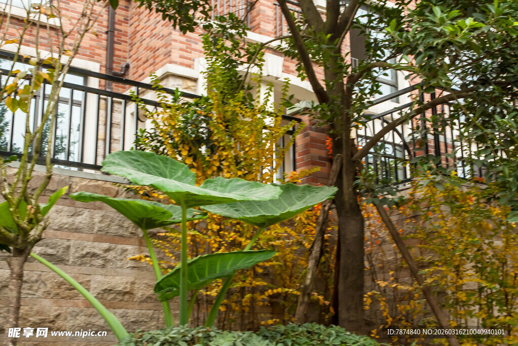 庭院绿植环绕的景致