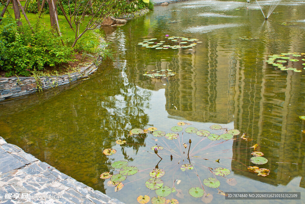 池塘畔绿植环绕的静谧水景