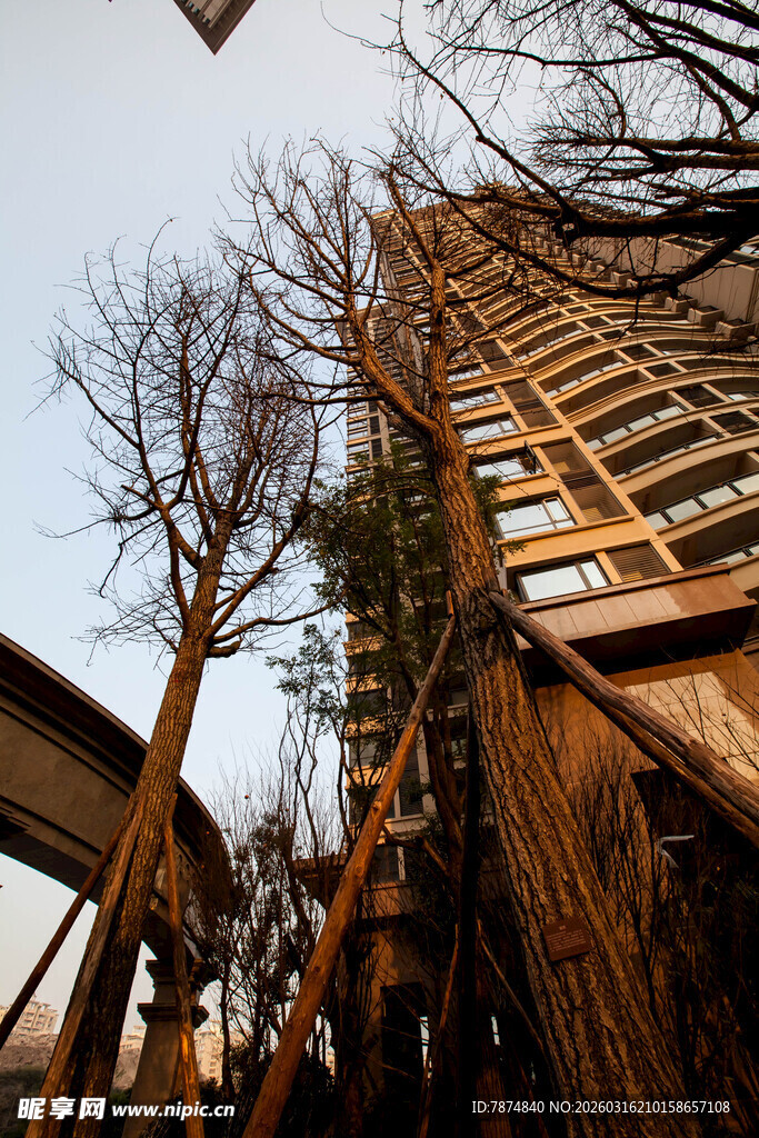 木质塔楼与枯树景观