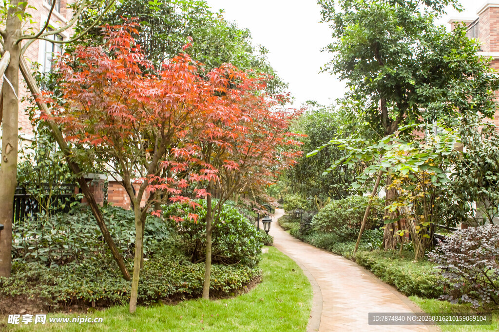 林间小径 红叶绿树相映