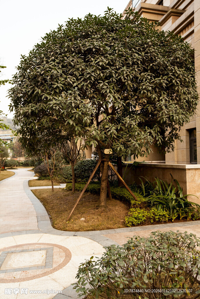 庭院中茂盛树木与秋千