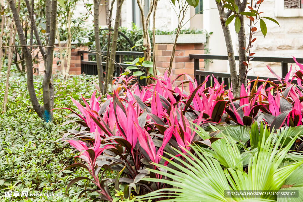 庭院中艳丽的紫背竹芋