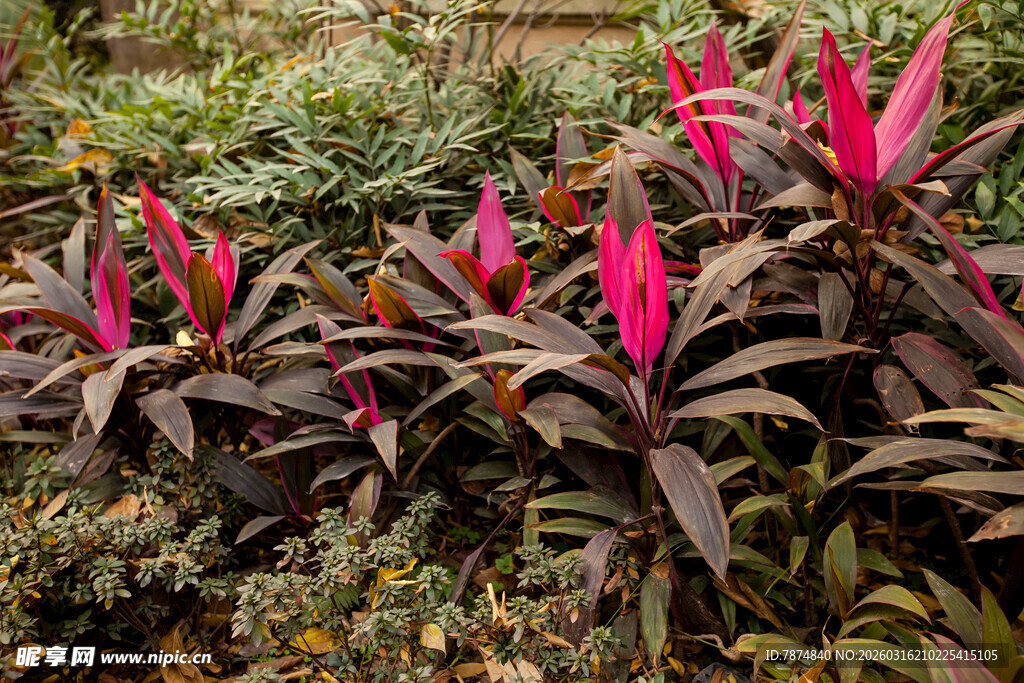 艳丽多彩的热带植物景观