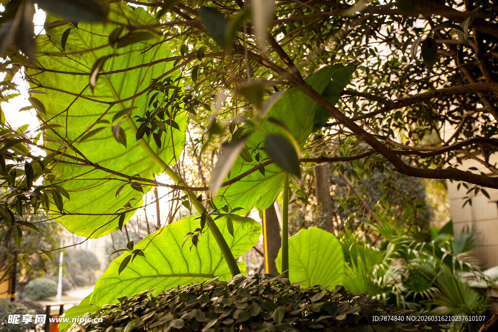 茂密丛林绿意盎然景象