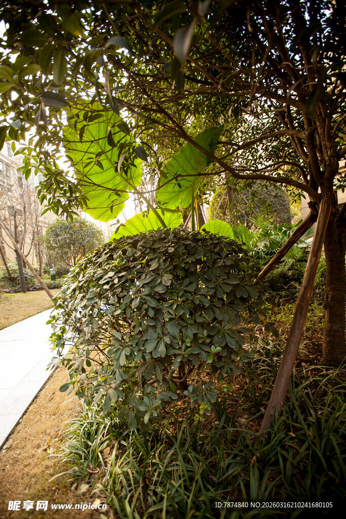 林间小道的绿意景致