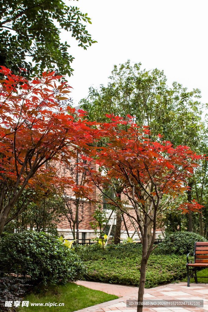 庭院中绽放的艳丽红花