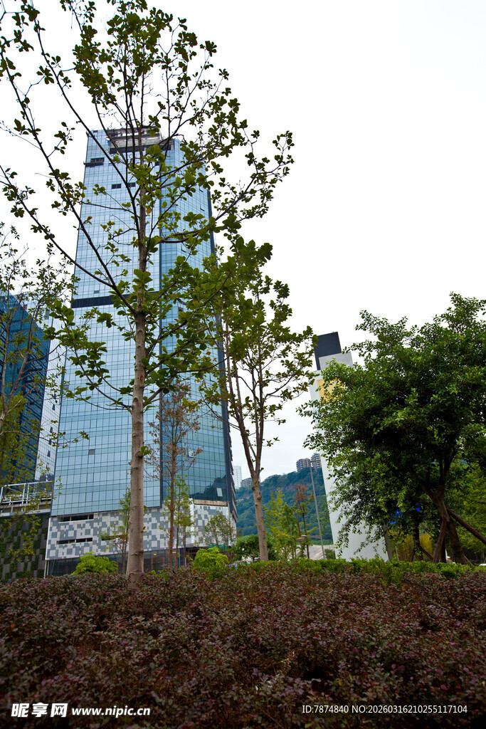 城市中生长的绿树与建筑