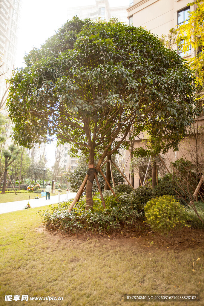 小区内葱郁树木景观