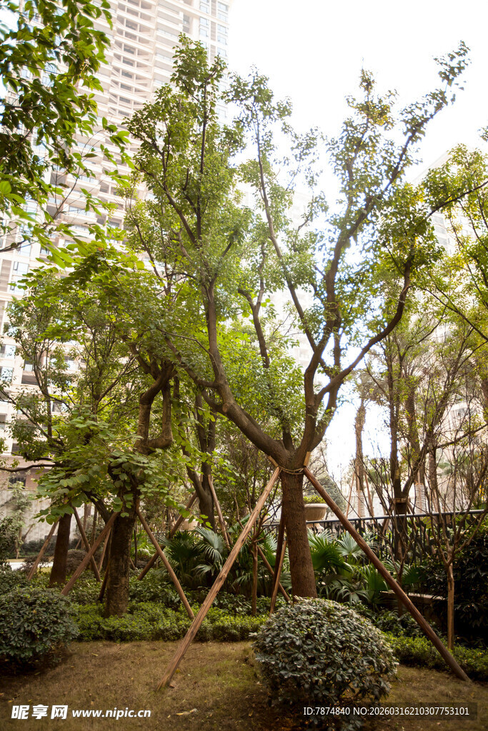 城市中繁茂的绿树景观