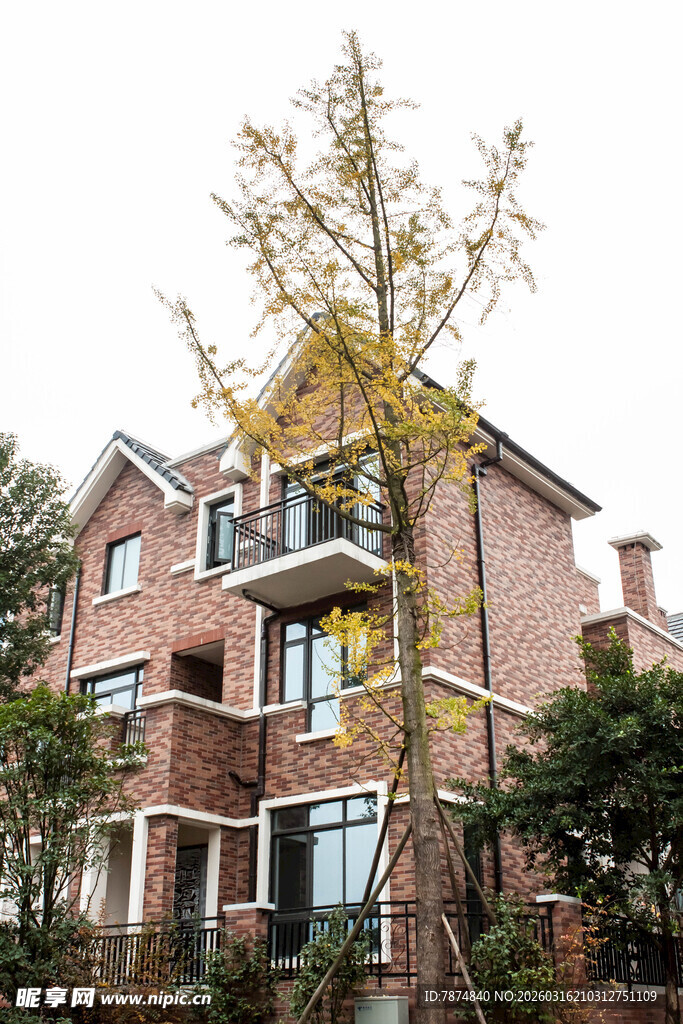 红砖别墅旁的挺拔树木