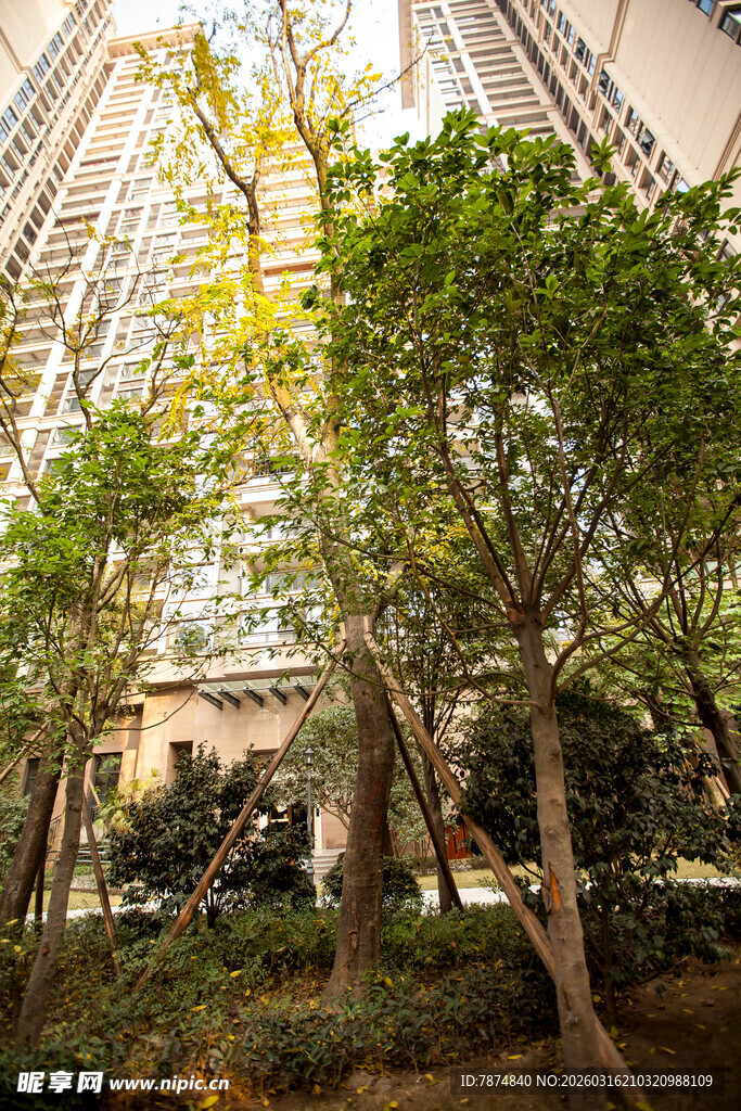 城市中繁茂的绿树景观