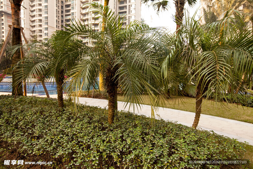 城市中的棕榈树绿植景观