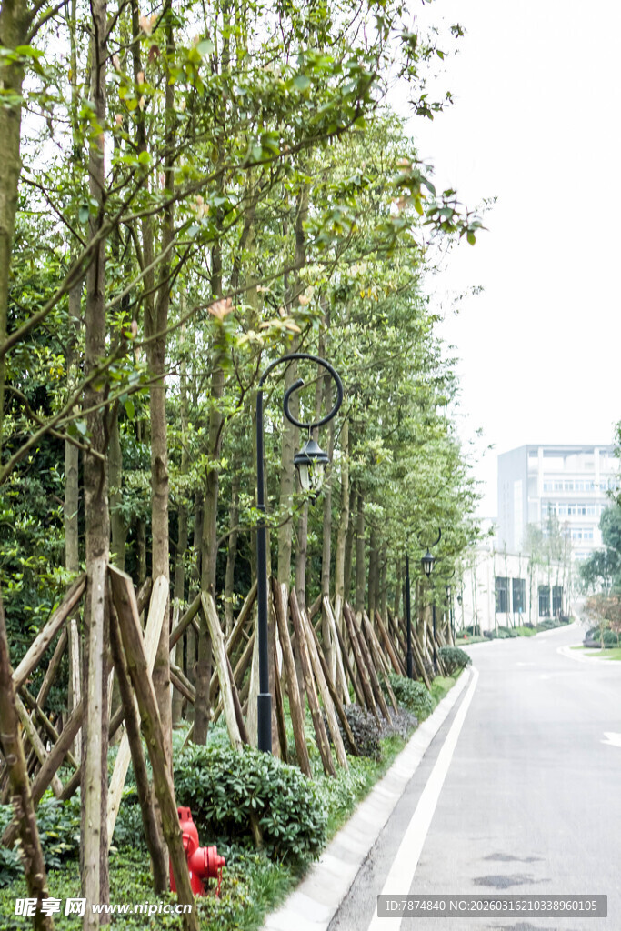 道路旁整齐排列的树木