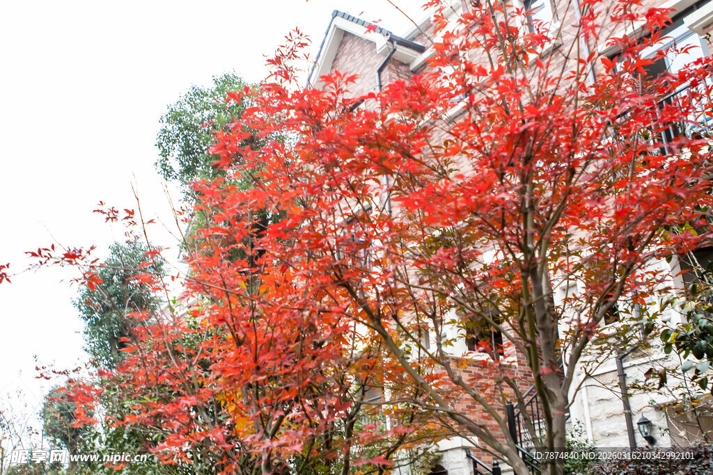 秋日街头红枫绚烂景观