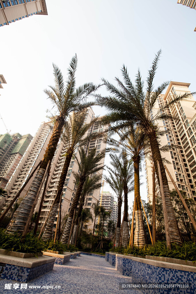 小区内的棕榈树与高楼