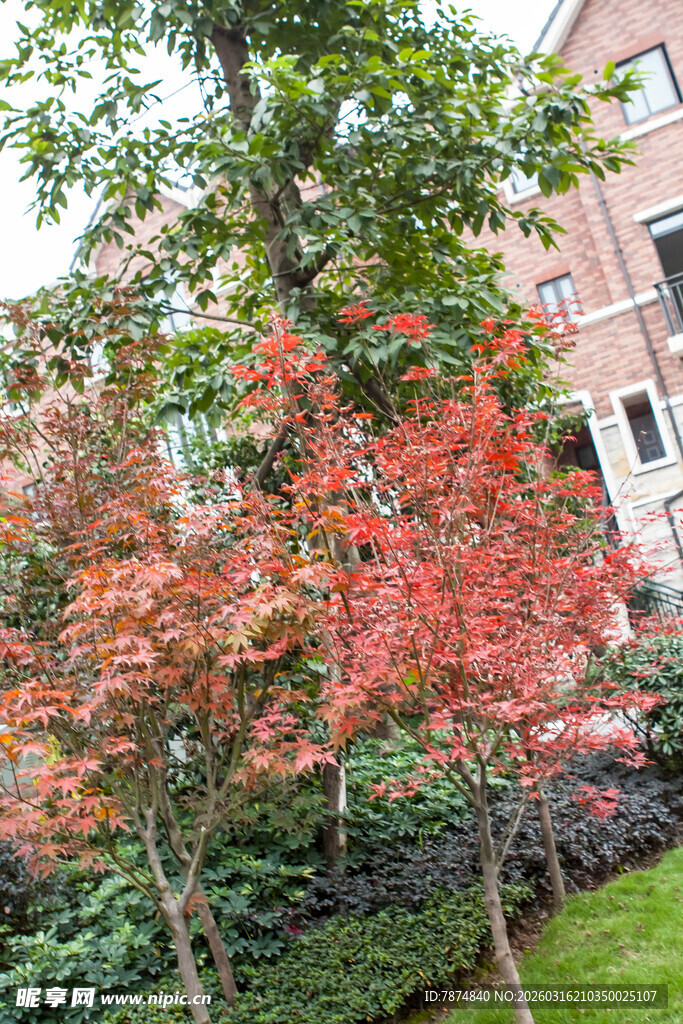 秋日红枫与绿植相映成趣