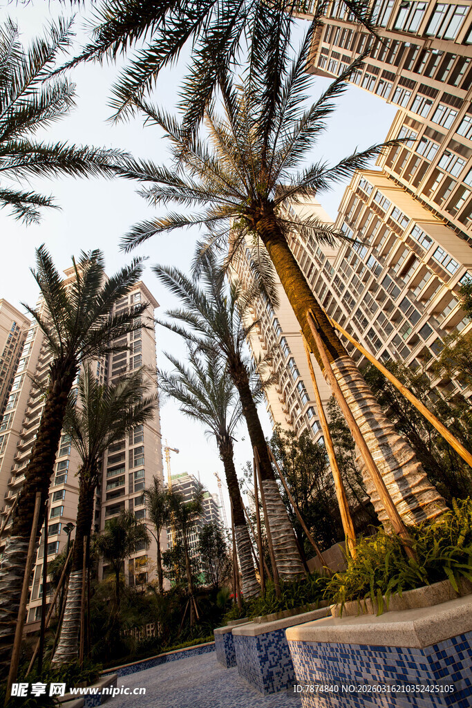 城市中林立高楼与棕榈树